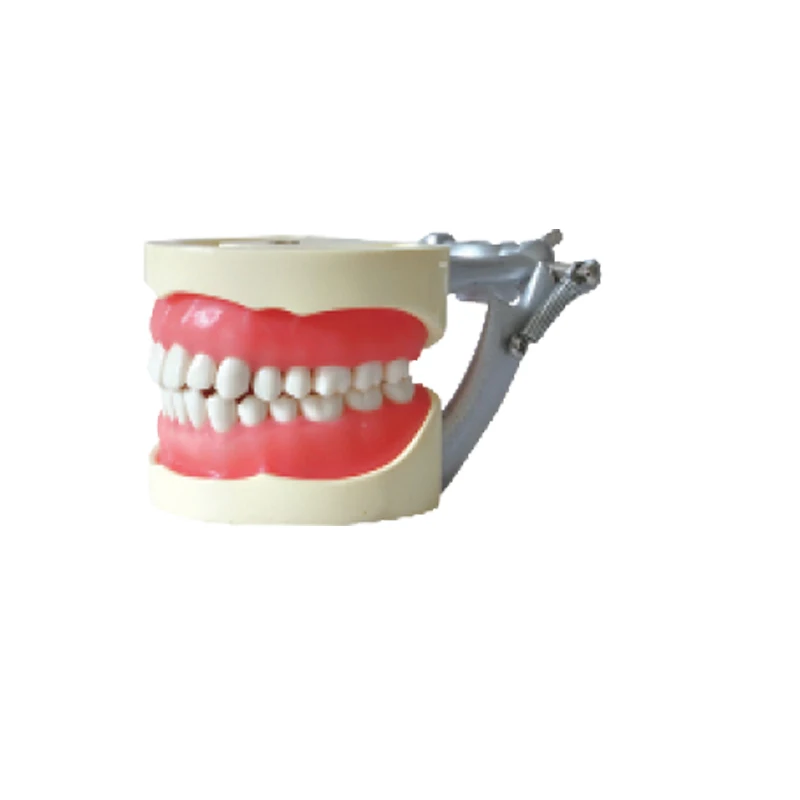 1pc dental Standard Model uddannelse tænder modeller dental undersøgelse tænder Undervisning modeller 32pcs tænder bløde gummi med DP-kæbe ramme
