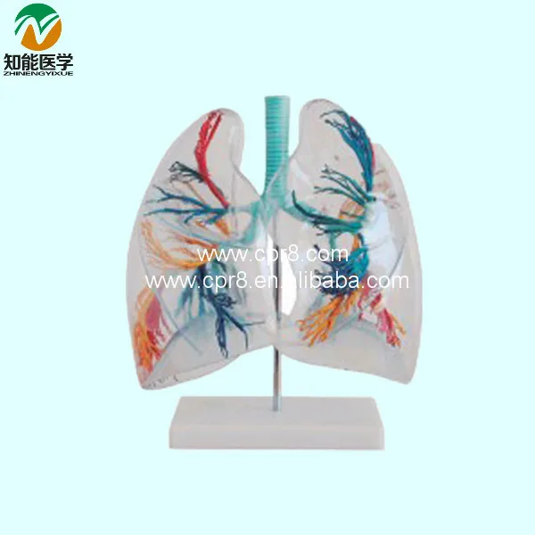 Gennemsigtig lunge Segment BIX-A1058 WBW233